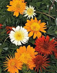 Maybe you would like to learn more about one of these? Butterfly Gardens Naples Garden Landscaping Llc