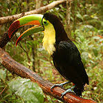 Mexico has several national animals. List Of National Animals Wikipedia