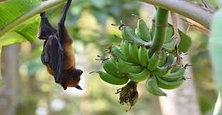 And, with a number of outbreaks having happened in asia already, it is. Model Predicts Bat Species With The Potential To Spread Nipah Virus In India Infection Control Today