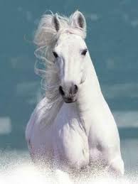 398,000+ vectors, stock photos & psd files. White Wallpaper Horse Images Hd