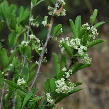 Image result for Gymnosporia glaucophylla
