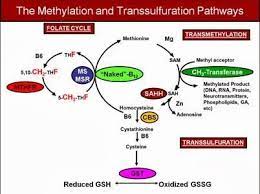 Mthfr Gene Mutation What S The Big Deal About Methylation