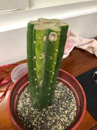 San pedro cactus roots spread a little more laterally rather than down like other plants. Bought This San Pedro Cutting About 3 Weeks Ago I Transplanted It 2 Weeks Ago By Just Buried About 5 Cms Of The Cacti Into The Cacti Soil Without Any Watering For