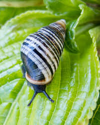 Voice Of The Forest George The Snail Last Of His Kind Dies At Age 14 Hawaii The Guardian You are watching the snail and the whale at cartooncrazy. voice of the forest george the snail