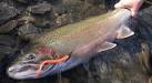 Steelhead Photo Gallery - Reel-Lentless Guide Service