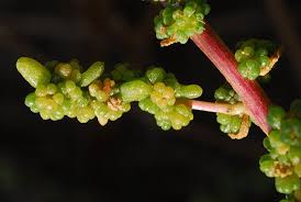 Image result for Suaeda merxmuelleri