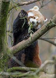 Pin De Stacy L Em Nature Panda Vermelho Panda