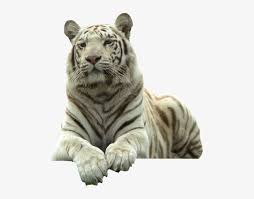 Download these amazing cliparts absolutely free and use these for creating your presentation, blog or website. White Tiger White Tiger With Transparent Background Transparent Png 800x600 Free Download On Nicepng