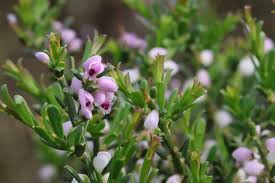 Image result for Euryops subcarnosus