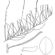 Image result for Indigastrum parviflorum