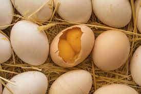 Telur ayam mengandung energi sebesar 162 kilokalori, protein 12,8 gram, karbohidrat 0,7 gram, lemak 11,5 gram, kalsium 54 miligram, fosfor 180 miligram, dan zat besi 3 miligram. Jawaban Kuning Telur Ada Dua Ganda Atau Dobel Elinotes Review