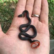 Josh On Instagram Found This Little Though Full Grown Southern Ringneck Snake On The Job Today They Are Harmless And Co Cute Snake Snake Cornsnake Habitat