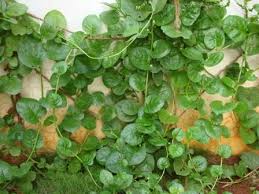 Herbal flower vines india , :: Ajf 5 Examples Of Creepers Nalan Com Sg