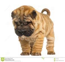 Shar Pei Puppy 2 Months Old Standing And Looking Down Shar Pei Puppies Chinese Dog Puppies