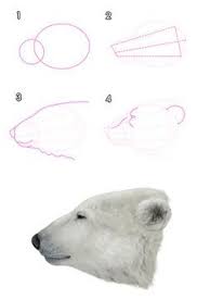 Howtodrawbears 3 2 Polar Bear Head Polar Bear Drawing Polar Bear Art Bear Drawing