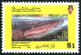 In brunei there exist a number of known localities along the. Stamp Brunei Beauty Betta Macrostoma Brunei Darussalam Local Fish Mi Bn 438 Sn Bn 432 Sg Bn 491