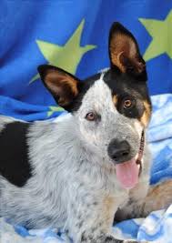 Meet Sparrow At Our Noosa Rspca Animal Care Centre He S An Active Young Man Full Of Life If You Have The Tim Animal Rescue Cute Little Animals Cute Animals