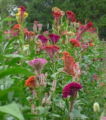 Image result for Celosia elegantissima