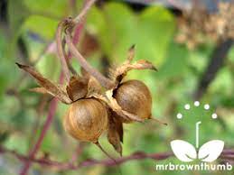 Ripe Morning Glory Seeds How To Collect Morning Glory Seeds Morning Glory Seeds Morning Glory Flowers Garden Vines
