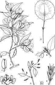 Image result for Mildbraedia carpinifolia