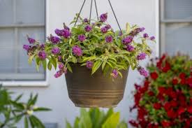 Image result for Buddleja pulchella