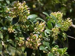 Image result for Olinia rochetiana