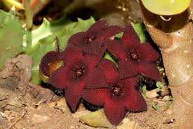 Image result for Orbea paradoxa