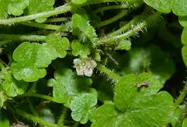 Image result for Sibthorpia europaea