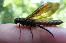 Pigeon Horntail Wood Wasp Insect Species Wasp