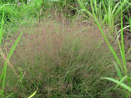 Image result for Eragrostis caespitosa