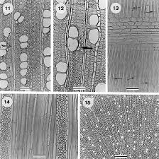 Image result for Virectaria major