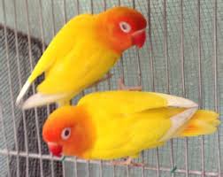 We did not find results for: African Lovebirds Small In Size Big In Personality Animal Scene Magazine