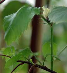 Image result for Hibiscus rhabdotospermus