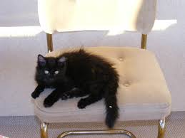The effects of urinary tract infections in cats can range if your cat is exhibiting any these symptoms, consult a vet immediately. Cat Urinary Tract Infection Signs And Treatment Pethelpful By Fellow Animal Lovers And Experts