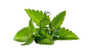 Mentol Para Que Sirve Cuales Son Sus Propiedades Cristalizado Chino Y Davis