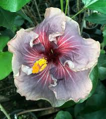 Image result for Hibiscus dongolensis
