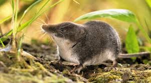 Image result for Neoschumannia