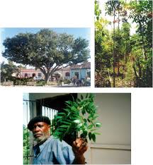 Image result for Cassipourea mollis