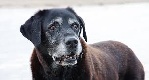 Labrador Retriever Life Span How Long Do Labradors Live