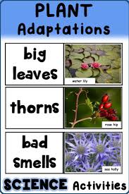 Plant Adaptations Activities For Structure And Function Of Inherited Traits In 2020 Plant Adaptations Plant Adaptations Activities Adaptations Science