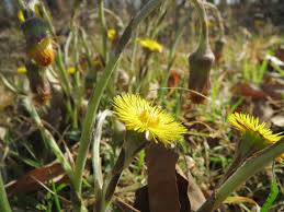 Cresce come quasi tutti i fiori spontanei ai bordi delle strade o sui prati, oppure, se volete, si può 10 riproduzione agamica dei fiori gialli. I Campi Sardi Colorati Dai Fiori Di Tossillaggine Cagliari Vistanet