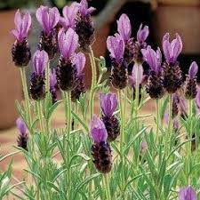 Spanish Lavender Care Guide Home Depot Garden Club Lavender Plant Spanish Lavender Garden Club
