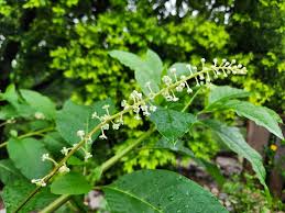 Image result for Phytolacca