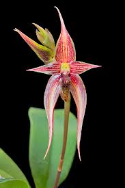 Image result for Bulbophyllum vulcanicum