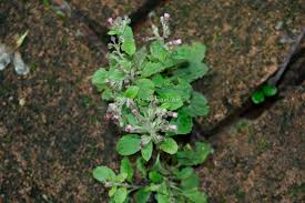 Image result for Blumea axillaris