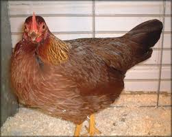 Birds That Lay Eggs On The Ground Uk Ruleworks Co Uk Barnevelder Hen Laying Egg Chicken Runs Light Raising Chickens Coloring Eggs Brown Eggs