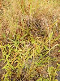 Image result for Lycopodiella sarcocaulon