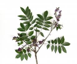 Image result for Lonchocarpus