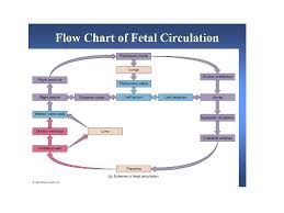When the blood enters the right atrium, most of it flows through the foramen ovale into the left atrium. Fetal Circulation In Health And Disease Characteristics Of