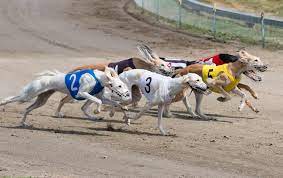 Racing and sports has every bit information and form for greyhound racing around the world in today's racing guide. Greyhound Racing 2020 Tips Tricks Canadabetting